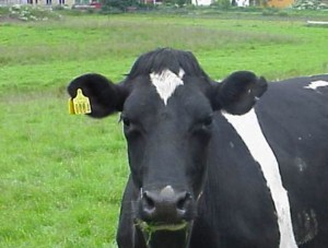 I’ve never forgotten seeing the black and white cow with a window carved into its side. I was in grade school, living outside of Milwaukee, and 